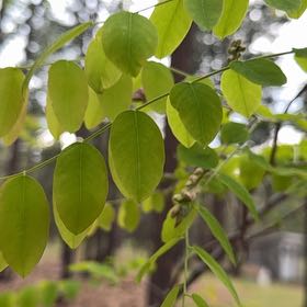 Photo of the plant species Star Fruit by @FortunateAlbo1 named Doja Cat on Greg, the plant care app