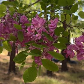 Photo of the plant species Bristly Locust by @FortunateAlbo1 named Taylor Swift on Greg, the plant care app