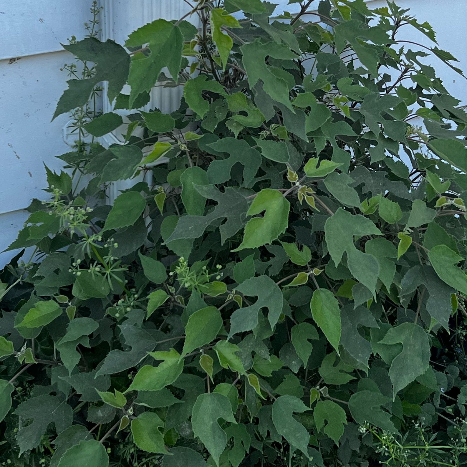 Photo of the plant species Paper Mulberry by @AtypicalChaya55 named LiloStitch on Greg, the plant care app