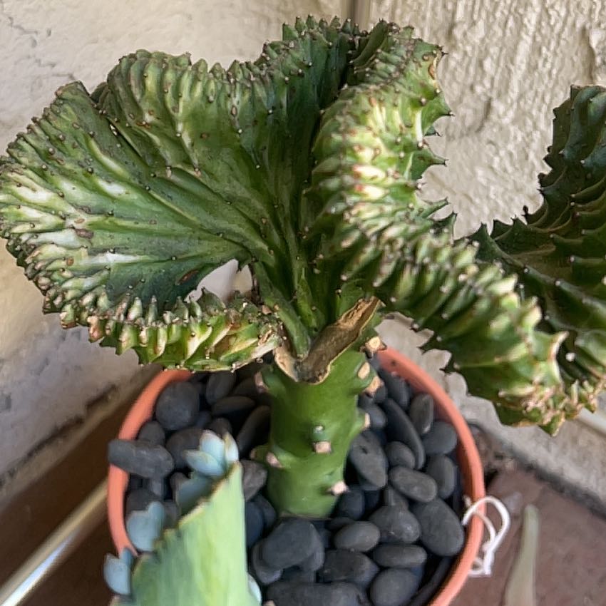 Photo of the plant species Coral Cactus by @PetiteMendoza83 named Doja Cat on Greg, the plant care app