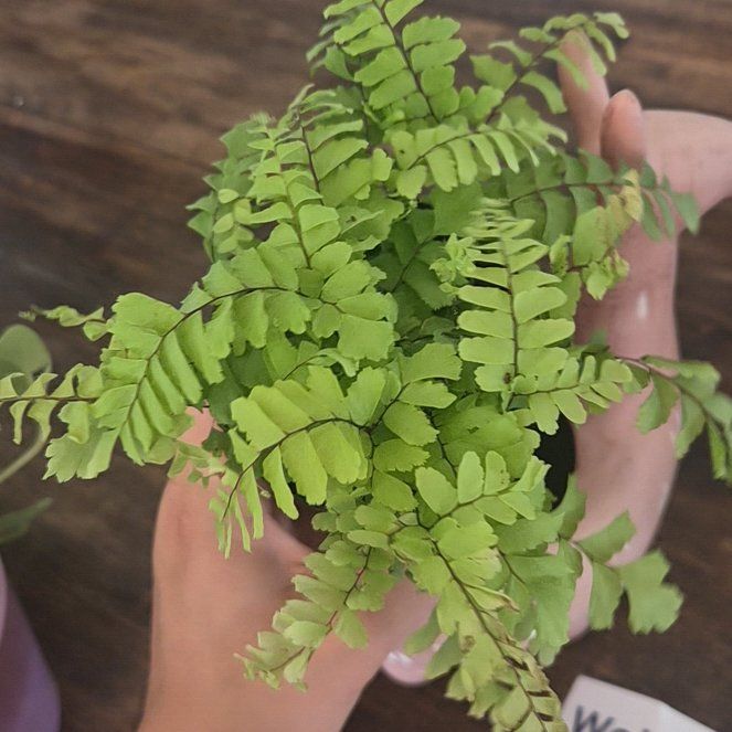 Photo of the plant species Cunningham's Maidenhair Fern by @FabWhitefir38 named Lebron on Greg, the plant care app