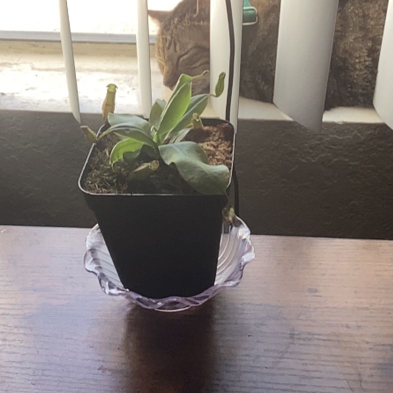 Photo of the plant species Nepenthes St Gaya by @AngelicLentil55 named Pax on Greg, the plant care app
