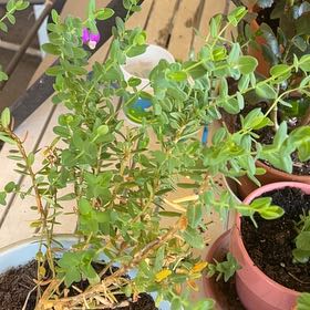 Photo of the plant species Myrtle-Leaf Milkwort by @BossTule65 named Muhammad Ali on Greg, the plant care app