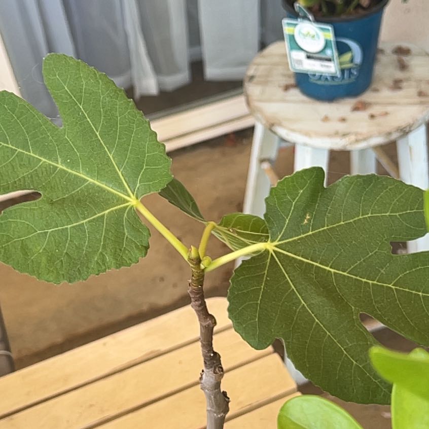 Photo of the plant species Brown Turkey Fig by @BossTule65 named Madonna on Greg, the plant care app