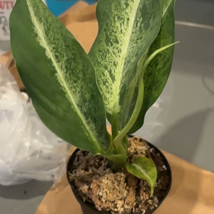 Photo of the plant species Dieffenbachia 'Camouflage' by @SocialCooperi96 named Cane on Greg, the plant care app