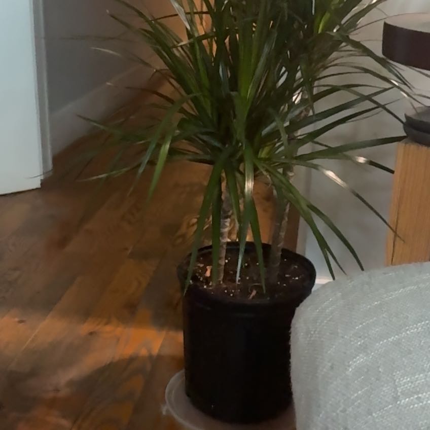 Photo of the plant species Magenta Dragon Tree by @SocialCooperi96 named Drizzy Drrrraaaaaaakkkee on Greg, the plant care app