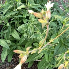 Photo of the plant species Bladder Campion by @NewBucaneve60 named Rihanna on Greg, the plant care app