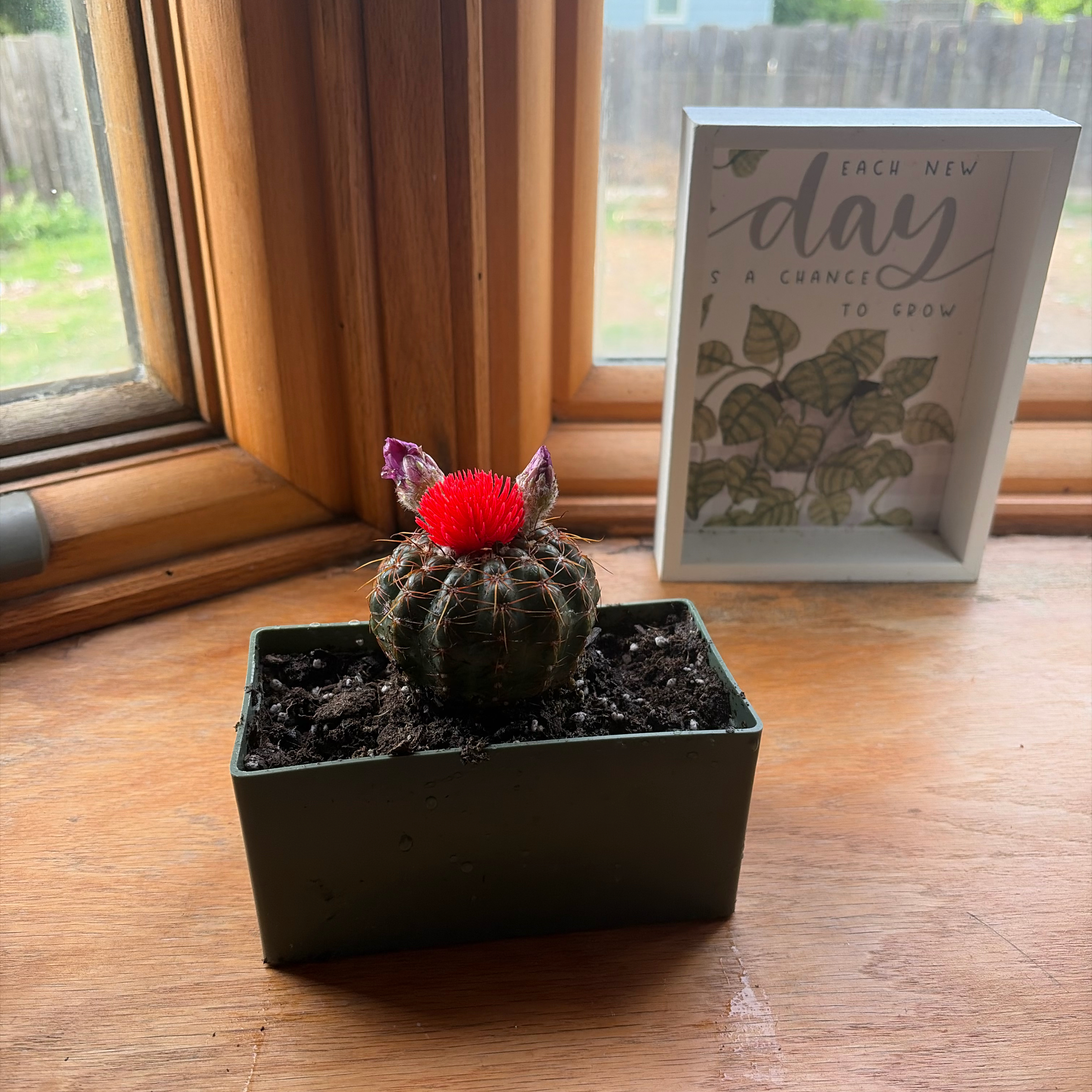 Photo of the plant species Miniature Barrel Cactus by @ZingMakura74 named Diana on Greg, the plant care app