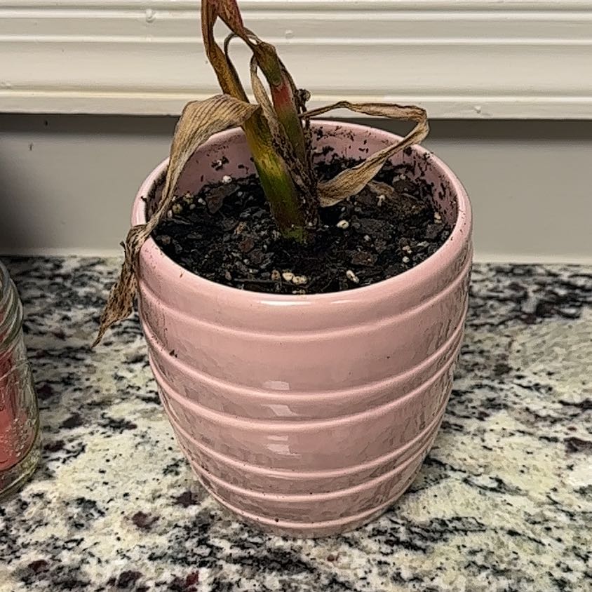 Photo of the plant species Hyacinth 'Happy' by @NativePecan13 named Zion on Greg, the plant care app