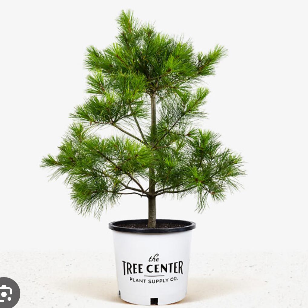 Photo of the plant species Eastern White Pine by @HipPuriri31 named Hamilton on Greg, the plant care app