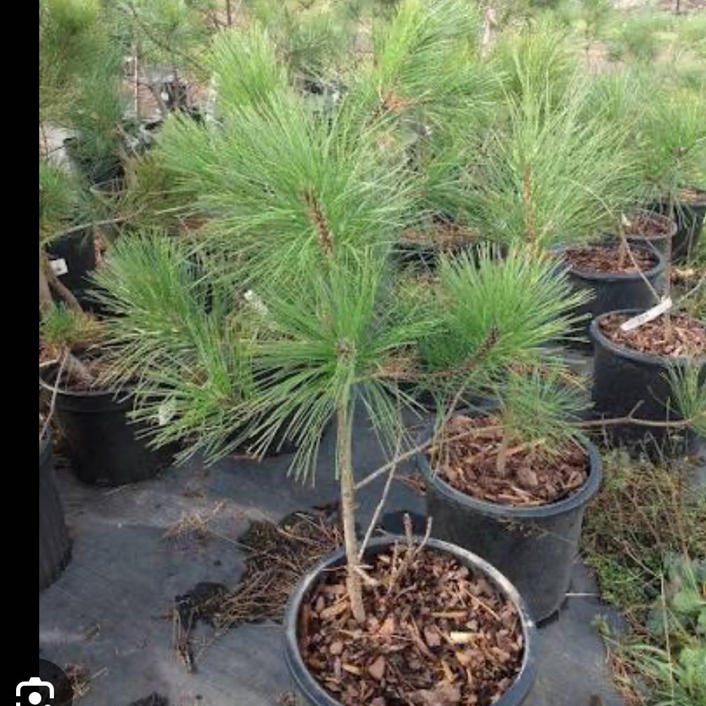 Photo of the plant species Red Pine by @HipPuriri31 named McKinley on Greg, the plant care app