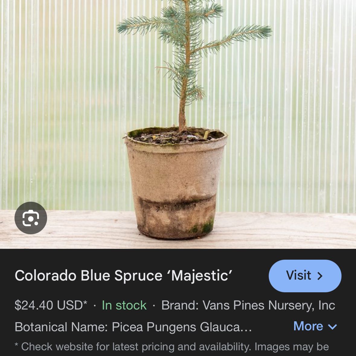 Photo of the plant species Blue Spruce by @HipPuriri31 named Homer on Greg, the plant care app