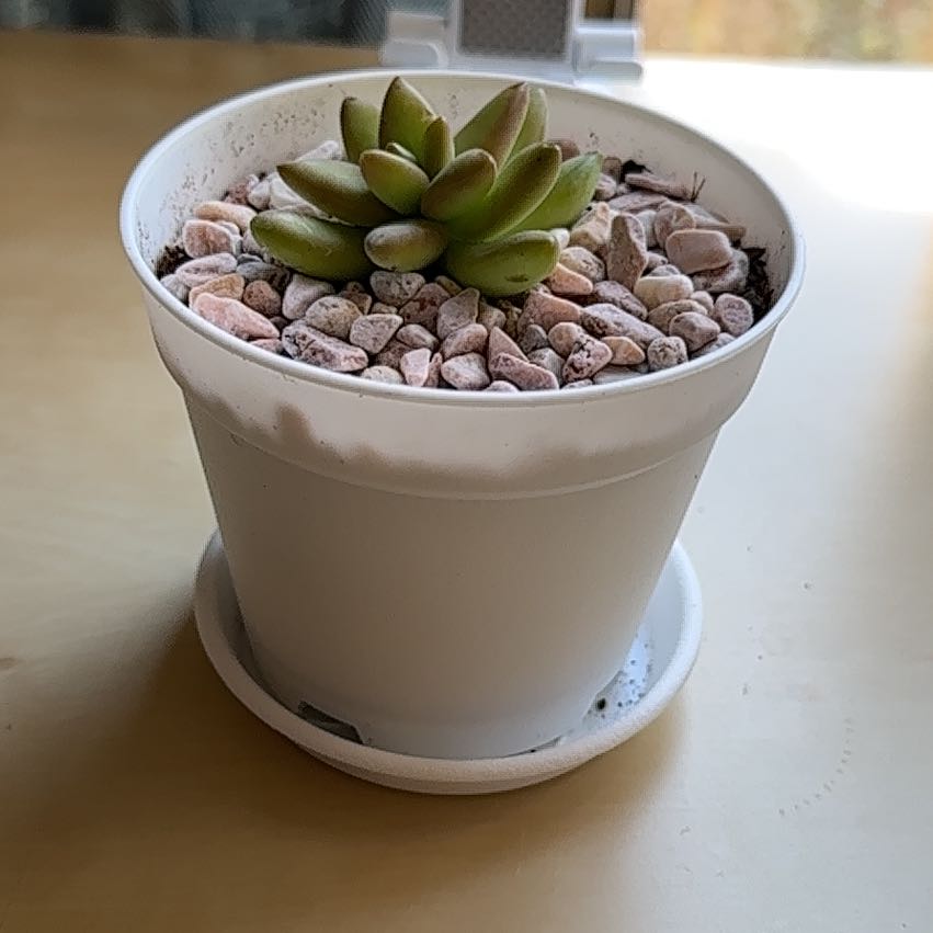 Photo of the plant species Sedum adolphi 'Guacamole' by @TopChamomile27 named Sage on Greg, the plant care app