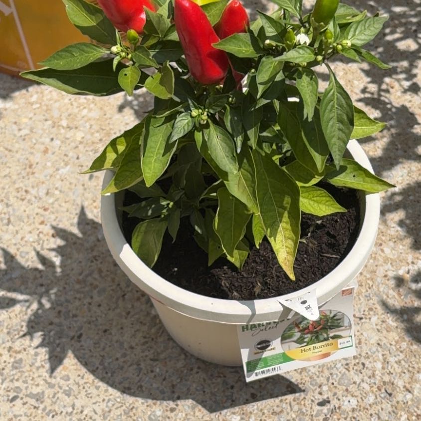 Photo of the plant species hot burrito pepper by @AceCorn64 named Peter Parker on Greg, the plant care app