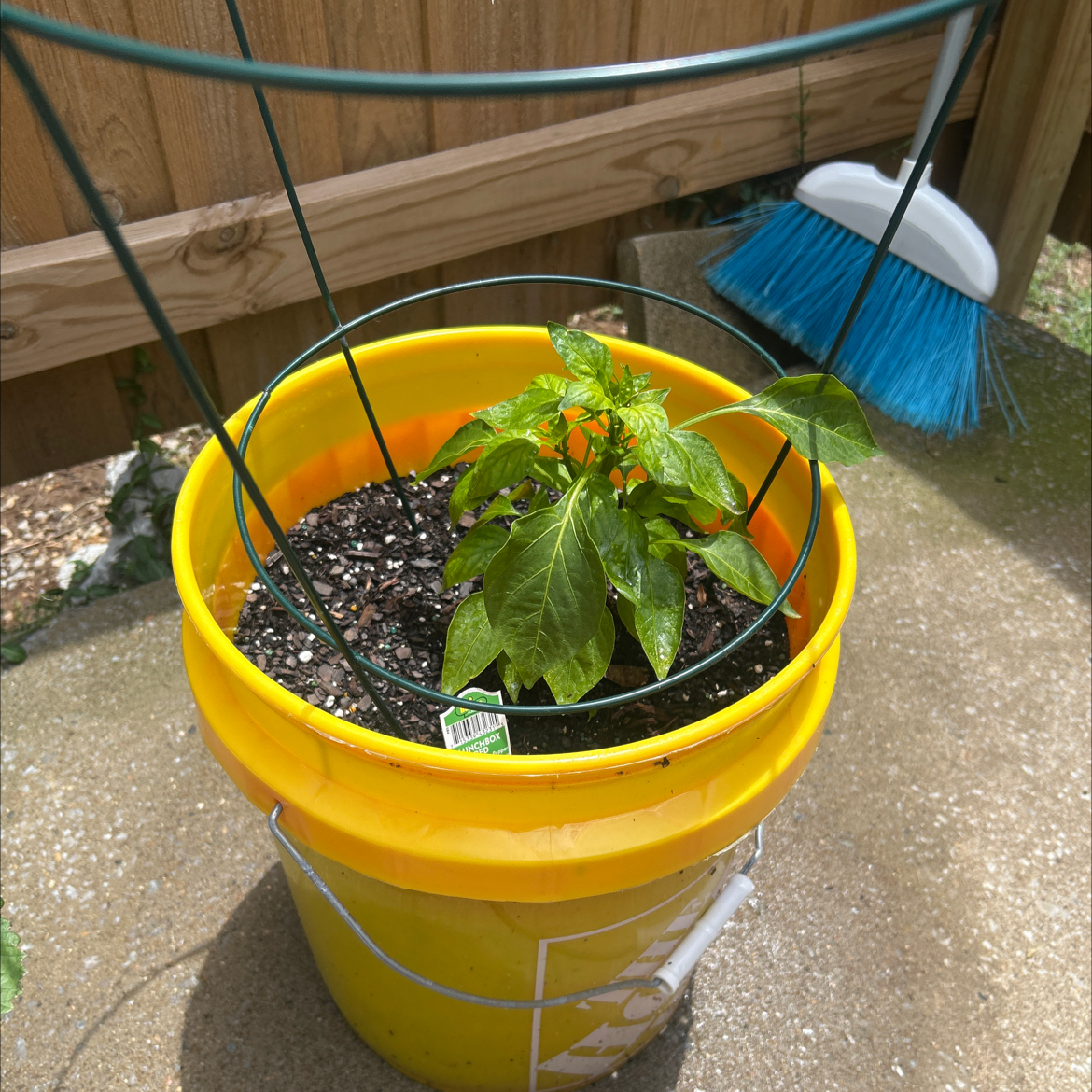 Photo of the plant species Lunchbox Yellow Pepper by @AceCorn64 named Robert Plant on Greg, the plant care app