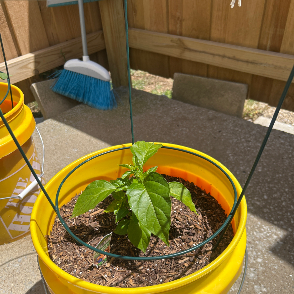 Photo of the plant species Habanero Pepper by @AceCorn64 named Leonardo on Greg, the plant care app