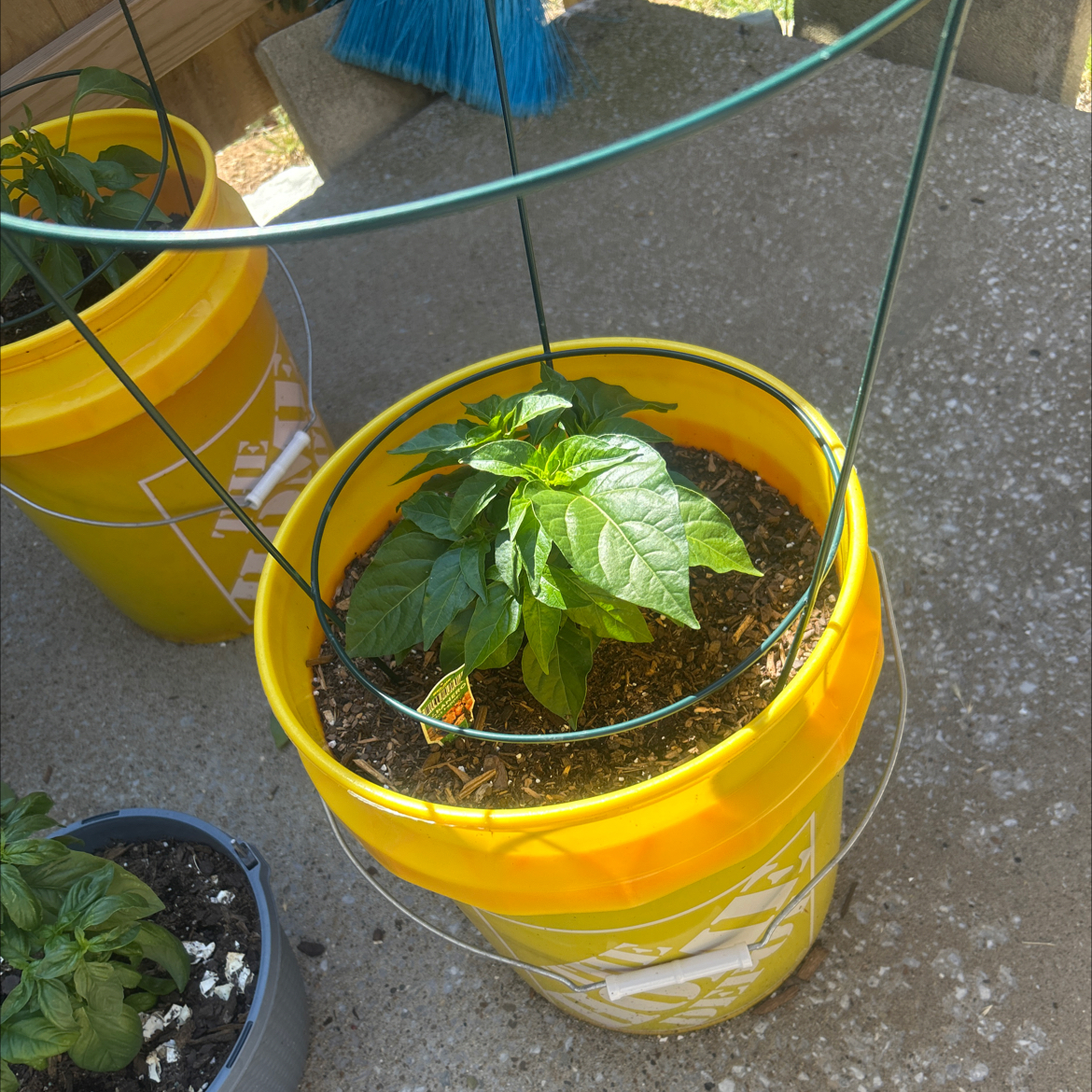Photo of the plant species Habanero Pepper by @AceCorn64 named Leonardo on Greg, the plant care app