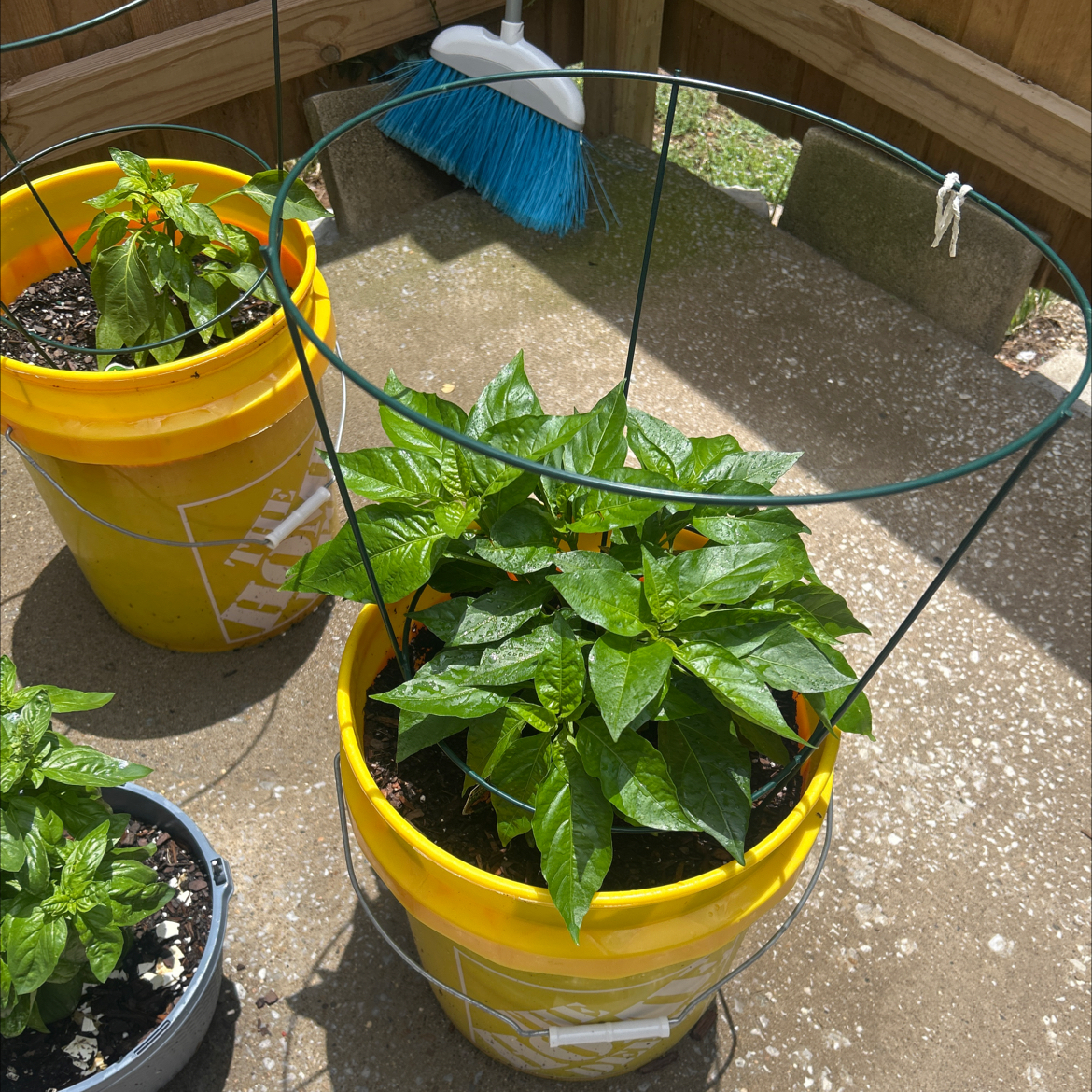 Photo of the plant species Habanero Pepper by @AceCorn64 named Leonardo on Greg, the plant care app