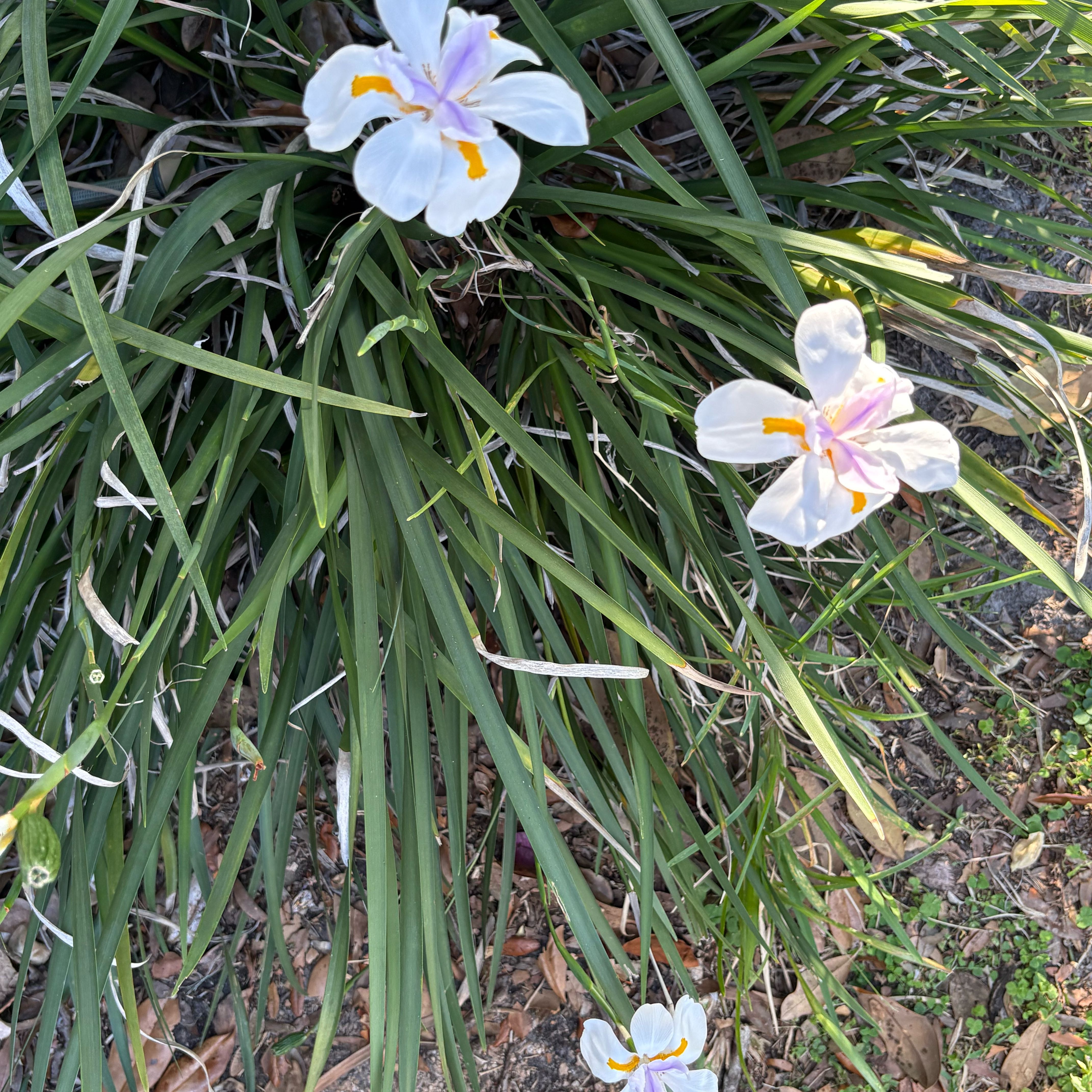 Photo of the plant species Dietes Grandiflora by @EconomicRedsky5 named Navajo on Greg, the plant care app