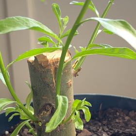 Photo of the plant species Weeping Willow Bonsai Tree by @FerventPilea68 named Walt on Greg, the plant care app