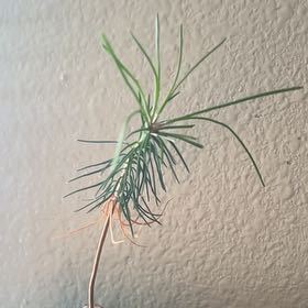 Photo of the plant species Japanese black pine by @FerventPilea68 named Bigleef Smalls on Greg, the plant care app