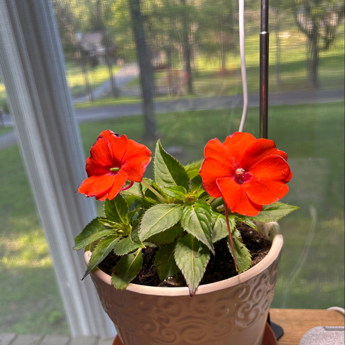 Photo of the plant species Impatiens SunPatiens® Orange by @AtypicalAgboy51 named Orange Blossom on Greg, the plant care app