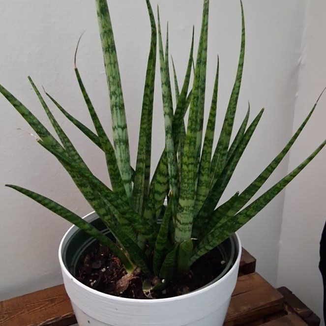 Photo of the plant species Black Sword by @LitheBreadnut74 named Xena on Greg, the plant care app