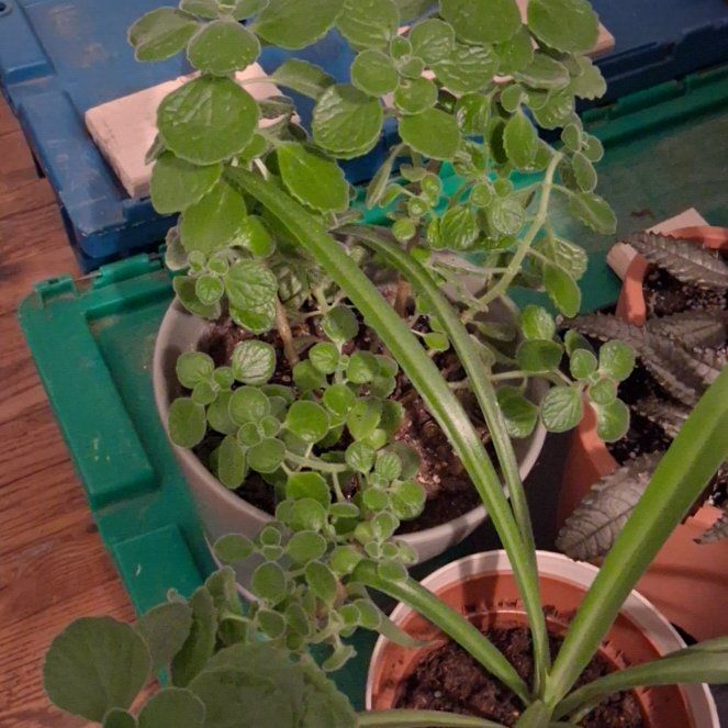 Photo of the plant species Vicks Plant by @LitheBreadnut74 named Vicksburg Pla on Greg, the plant care app