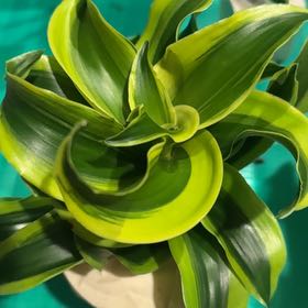 Photo of the plant species Dracaena 'Tornado' by @SportiveMint20 named Captain Plant-it on Greg, the plant care app