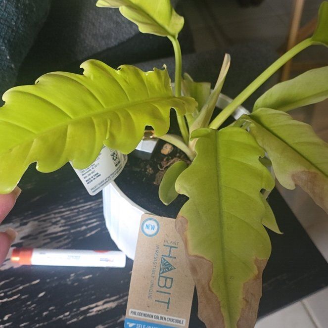 Photo of the plant species Philodendron crocodile by @ForeverSeaoxeye named Daphne on Greg, the plant care app