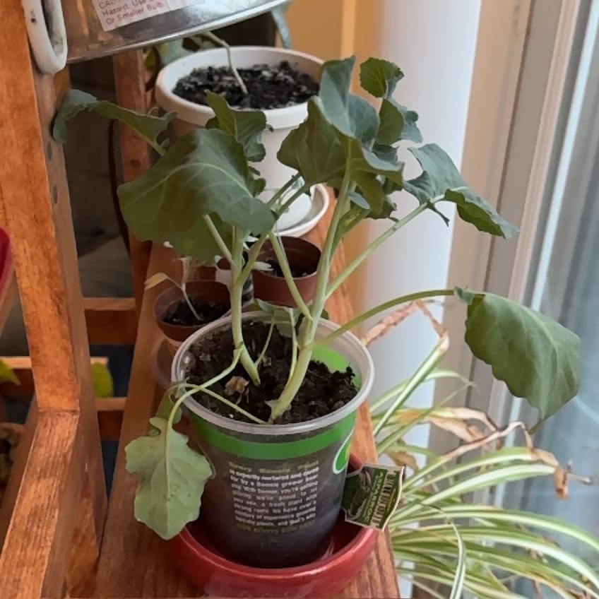 Photo of the plant species Aspabroc Baby Broccoli by @MeekRedsword45 named Winston on Greg, the plant care app
