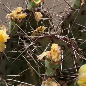 Photo of the plant species Brownspine Prickly Pear by @SavvyCentaury46 named Leonardo on Greg, the plant care app