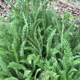 Photo of the plant species Boreal Yarrow by @SavvyCentaury46 named Stella on Greg, the plant care app