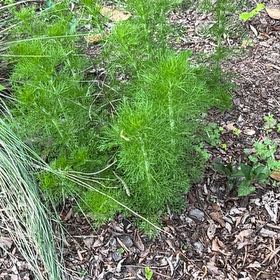 Photo of the plant species Dog Fennel by @SavvyCentaury46 named Denali on Greg, the plant care app