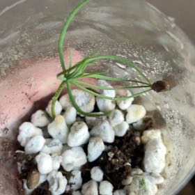 Photo of the plant species Bristlecone Pine by @FitWormseed70 named Lebron on Greg, the plant care app