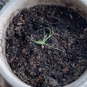 Photo of the plant species Bristlecone Pine by @FitWormseed70 named Rayne jr on Greg, the plant care app