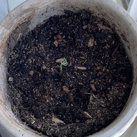 Photo of the plant species Bristlecone Pine by @FitWormseed70 named Ronaldo on Greg, the plant care app