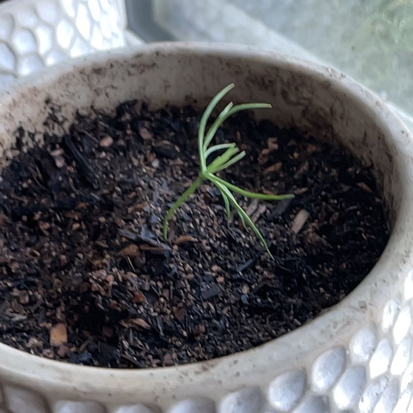 Photo of the plant species Bristlecone Pine by @FitWormseed70 named Liam on Greg, the plant care app