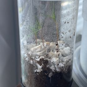 Photo of the plant species Giant Sequoia by @FitWormseed70 named Broly on Greg, the plant care app