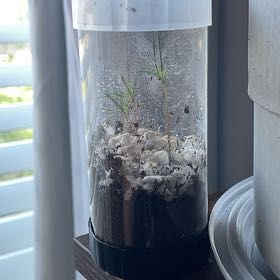 Photo of the plant species Giant Sequoia by @FitWormseed70 named Mama boss on Greg, the plant care app