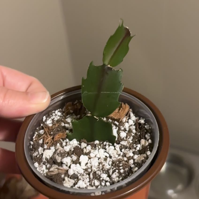 Photo of the plant species Thanksgiving Cactus by @DeanBonsi94 named Mollie on Greg, the plant care app