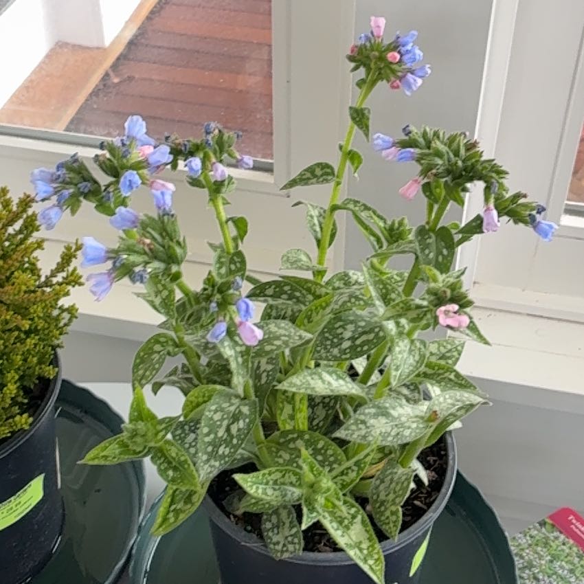 Photo of the plant species Common Lungwort by @EpitomeRoselle9 named Mochi on Greg, the plant care app