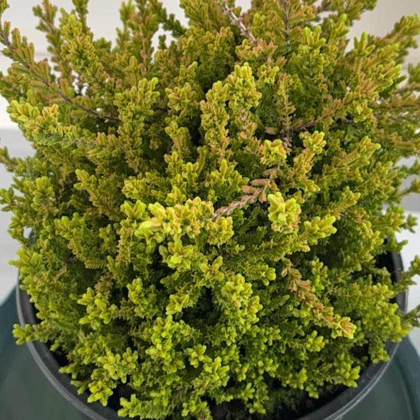 Photo of the plant species Heather by @EpitomeRoselle9 named Gobi on Greg, the plant care app