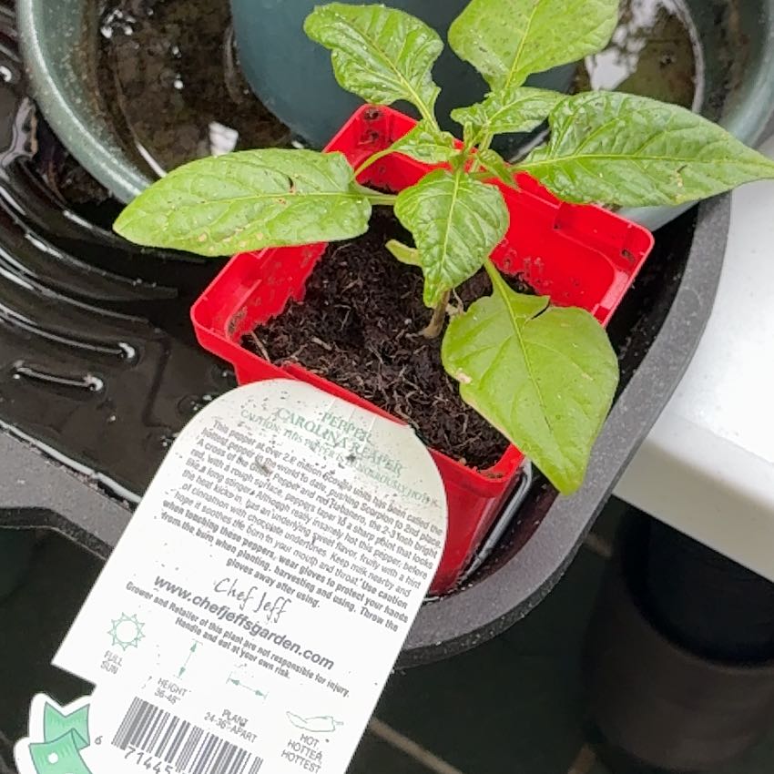 Photo of the plant species Carolina Reaper by @EpitomeRoselle9 named Clooney on Greg, the plant care app