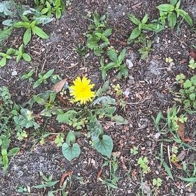 Photo of the plant species Blowball by @FitTarbush7 named Aria on Greg, the plant care app