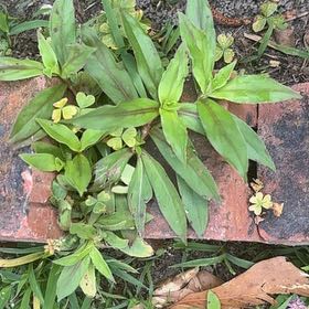 Photo of the plant species Virginia Buttonweed by @FitTarbush7 named Lola on Greg, the plant care app