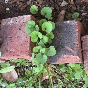 Photo of the plant species Dichondra Repens by @FitTarbush7 named Gaga on Greg, the plant care app