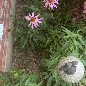 Photo of the plant species Purple Coneflower by @FitTarbush7 named Xena on Greg, the plant care app