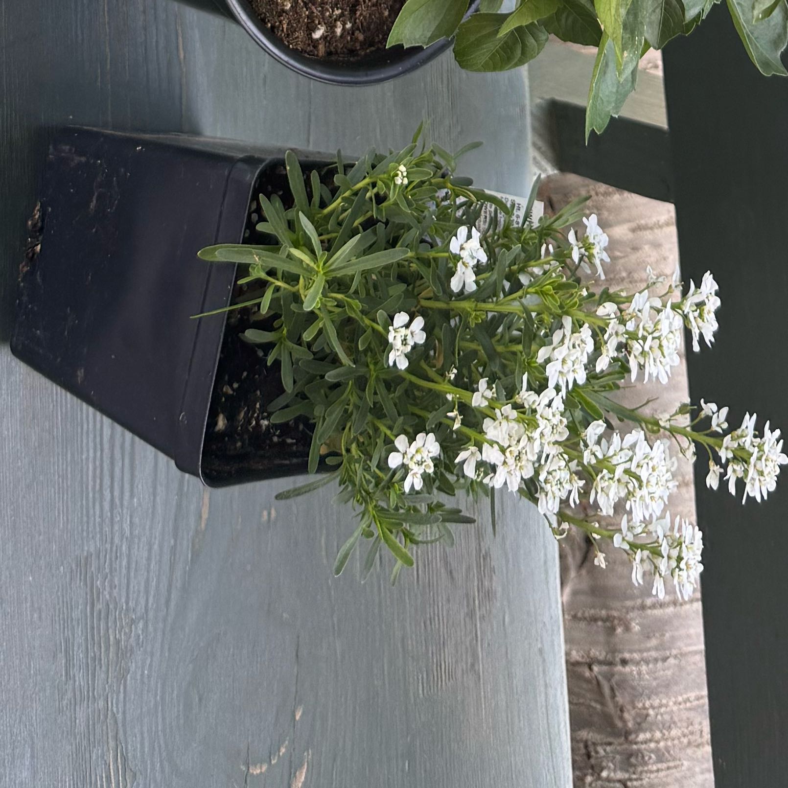 Photo of the plant species Evergreen Candytuft by @KookyAgboy59 named Orwell on Greg, the plant care app