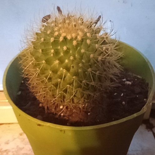 Photo of the plant species Mammillaria pringlei by @KookyWateroak33 named Beckham on Greg, the plant care app